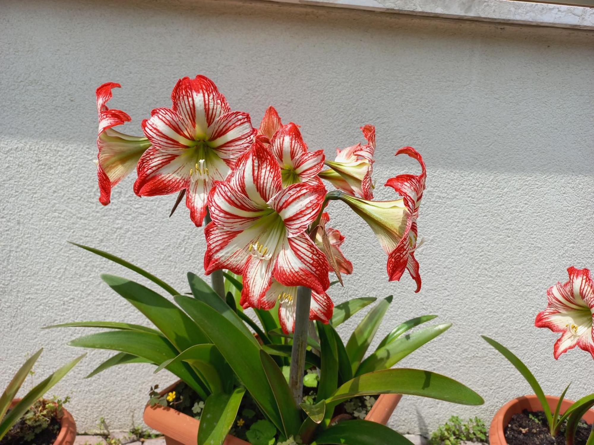 Appartamento Le Magnolie 2 Mestre Exterior photo